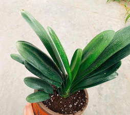 土花是一种什么植物 土花是一种什么植物