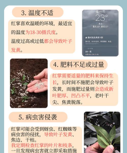 红掌叶子枯黄怎么办 红掌叶子枯黄怎么办