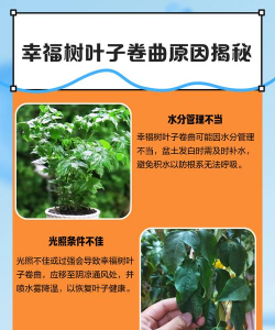 幸福树为什么叶子会卷 幸福树为什么叶子会卷