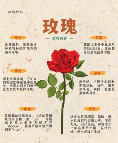 玫瑰花开花的过程是什么 玫瑰花开花的过程是什么