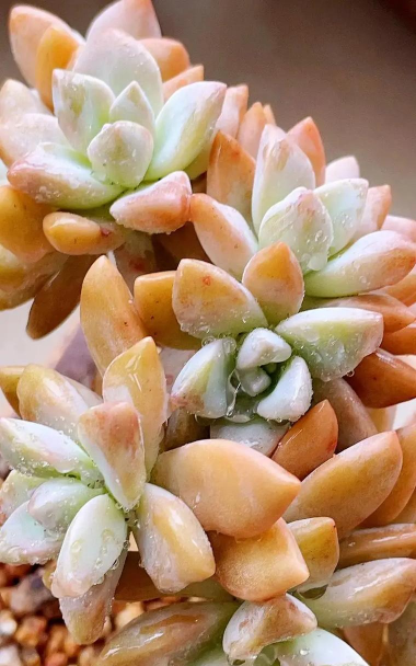 多肉植物淡雪怎么养 多肉植物淡雪怎么养