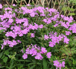 宿根福禄考花套什么定额 宿根福禄考花套什么定额