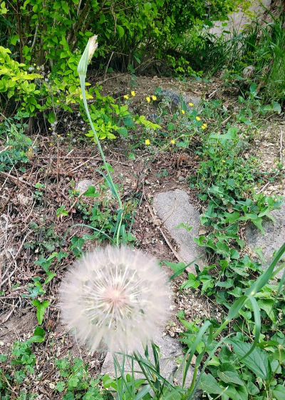 薄公英的花可以比作什么 薄公英的花可以比作什么