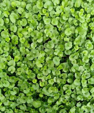 马蹄金相似的植物叫什么 马蹄金相似的植物叫什么