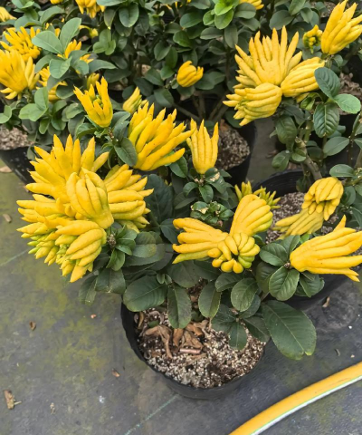 佛手花为什么有阳光就开 佛手花为什么有阳光就开