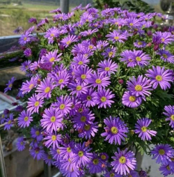 养花紫色小花 养花紫色小花