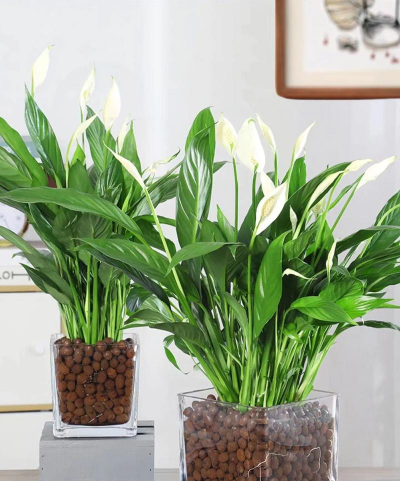 白色盆子养花 白色盆子养花