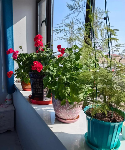 高平专业养花 高平专业养花