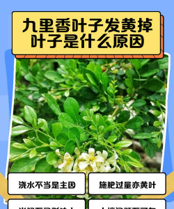 九里香为什么不长叶子 九里香为什么不长叶子