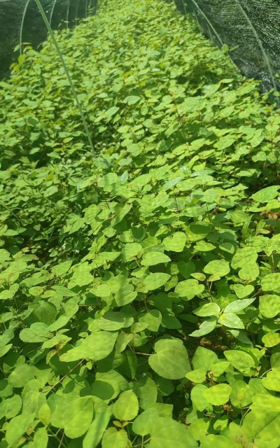 连香树及其人工繁殖 连香树及其人工繁殖