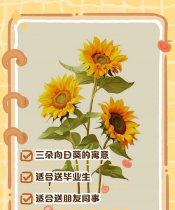 送别人太阳花是什么意思 送别人太阳花是什么意思