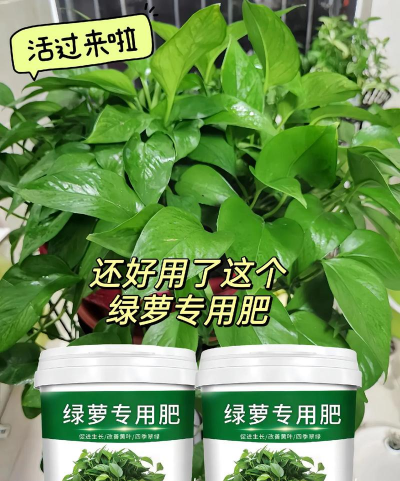 绿萝上肥了怎么办 绿萝上肥了怎么办