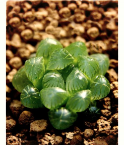 五彩玉露叫什么用 五彩玉露叫什么用