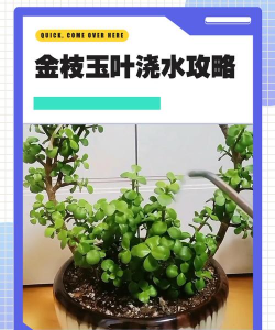 金枝玉叶冬天浇什么水 金枝玉叶冬天浇什么水