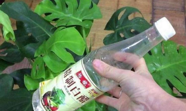 养花放白醋 养花放白醋