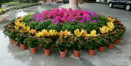 冬天政府部门摆什么花好 冬天政府部门摆什么花好