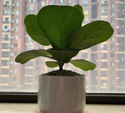 一根大叶子是什么盆景 一根大叶子是什么盆景