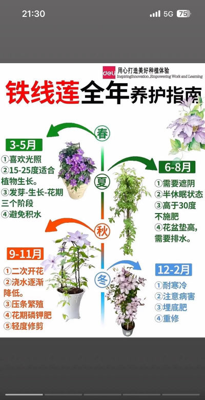 铁线莲 三类 怎么修剪 铁线莲 三类 怎么修剪