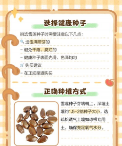 雪莲果怎么传播种子的 雪莲果怎么传播种子的