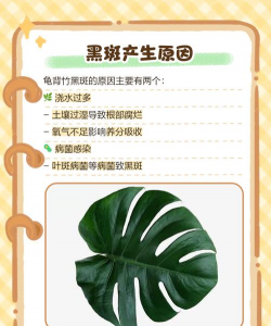 龟背竹的叶子发黑是为什么 龟背竹的叶子发黑是为什么