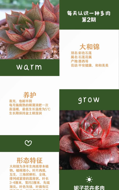 大和锦肉肉怎么剪头 大和锦肉肉怎么剪头