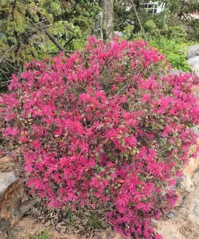 怎么区分红花继木品种 怎么区分红花继木品种