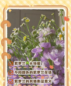紫罗兰花代表什么意思 紫罗兰花代表什么意思