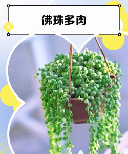 多肉佛珠干了怎么回事 多肉佛珠干了怎么回事