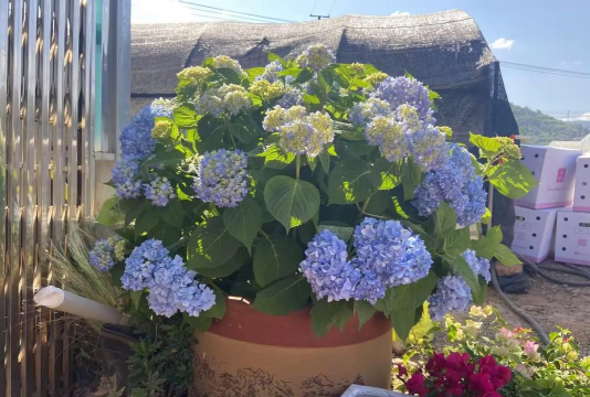 绣球无尽夏叶子怎么办 绣球无尽夏叶子怎么办