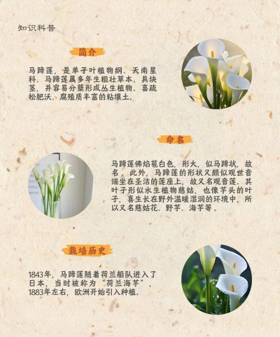 马蹄莲的花长不高为什么 马蹄莲的花长不高为什么
