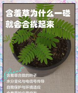 草的叶子为什么会合起来 草的叶子为什么会合起来