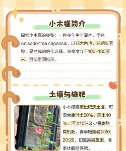 户外小木槿花怎么养 户外小木槿花怎么养