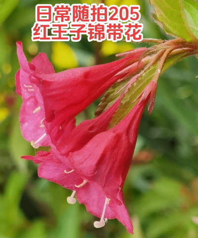 一根红色的花叫什么名 一根红色的花叫什么名