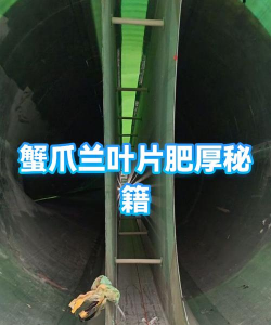 怎么让蟹爪兰叶片肥厚 怎么让蟹爪兰叶片肥厚