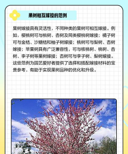 果树苗木嵌芽接技术 果树苗木嵌芽接技术