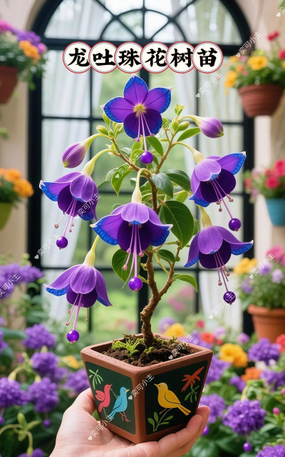 龙吐珠需要什么样的土 龙吐珠需要什么样的土