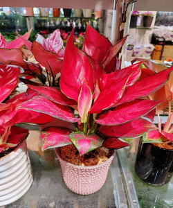 万年青为什么叶子变红 万年青为什么叶子变红