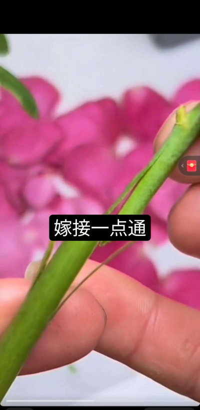 果树苗木嫁接摘心、整形方法介绍 果树苗木嫁接摘心、整形方法介绍