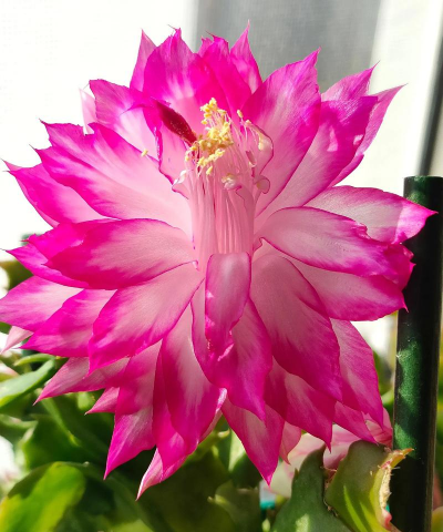 蟹爪兰为什么是四季开花 蟹爪兰为什么是四季开花