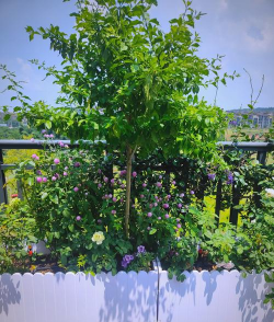 天台养花高温 天台养花高温