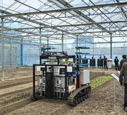 水飞蓟机械化栽培技术 水飞蓟机械化栽培技术