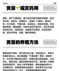 多肉黄丽在夏季怎么养护 多肉黄丽在夏季怎么养护