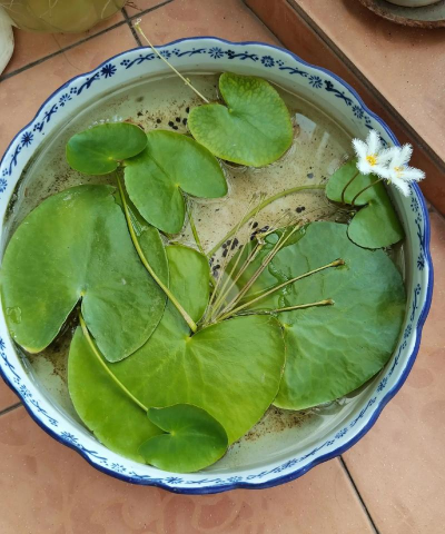 一叶莲叶子发红怎么原因 一叶莲叶子发红怎么原因