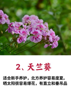 养花的地区 养花的地区