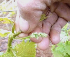 葡萄新梢摘心技术 葡萄新梢摘心技术