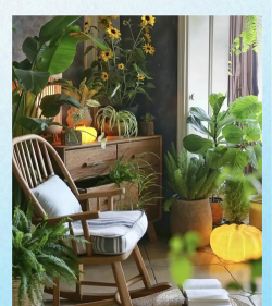 独居养花旅行 独居养花旅行