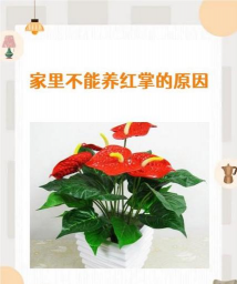 红掌花出不来怎么办 红掌花出不来怎么办