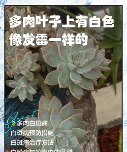 多肉叶上有白点怎么办 多肉叶上有白点怎么办