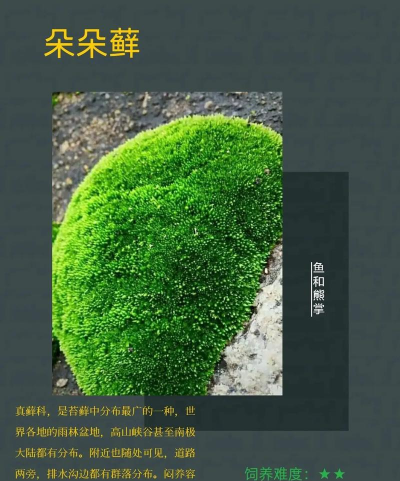 苔藓 怎么养 苔藓 怎么养