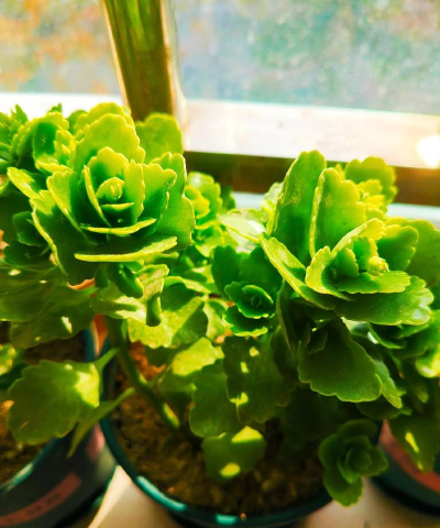 长寿花干根是怎么回事 长寿花干根是怎么回事